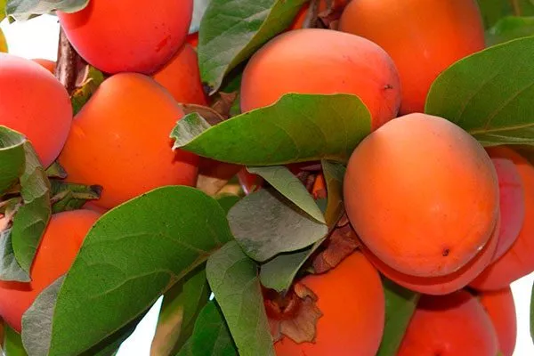 Королёк шоколадный (Diospyros lotus)