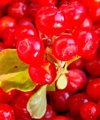 Красная черника Красника клоповка