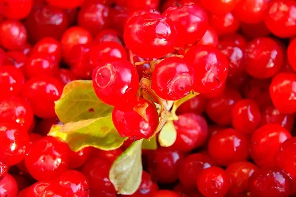 Красная черника Красника клоповка