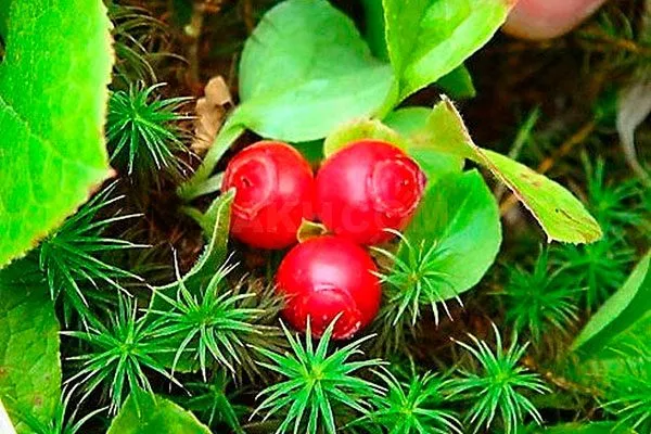 Красная черника Красника клоповник