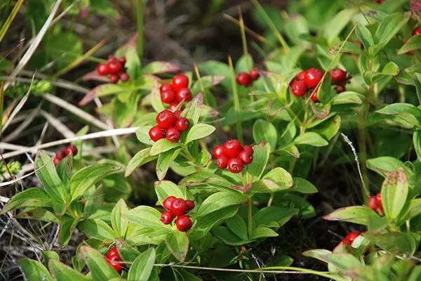 Красная черника Красника кустики