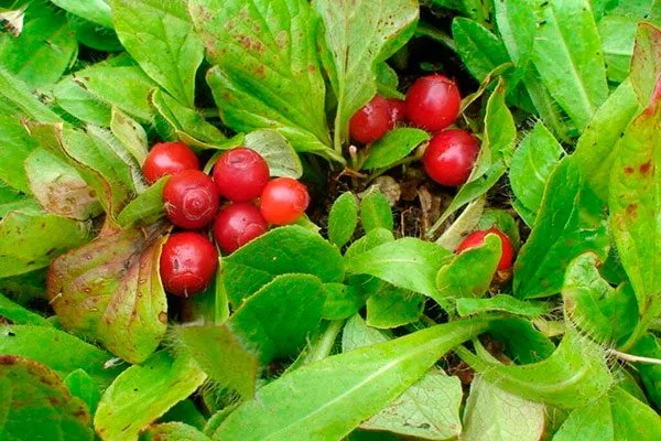 Красная черника Красника ягоды