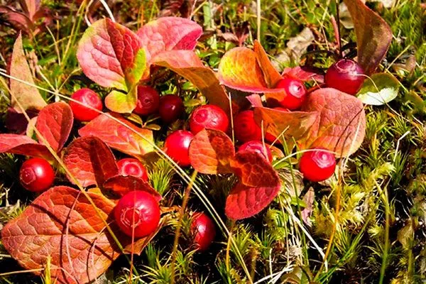 Красная черника Красника