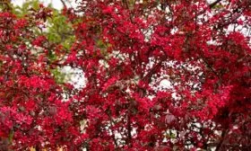 Краснолистный гибрид яблони Хелена4