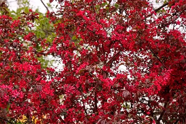 Краснолистный гибрид яблони Хелена4