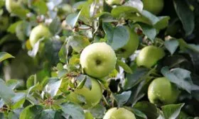 Кроха (кустовая)1