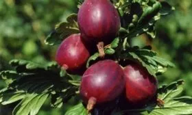 крыжовник черносливовый наглавную