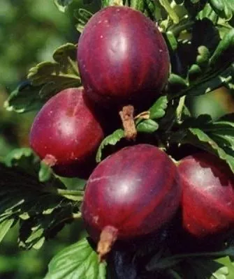 крыжовник черносливовый наглавную