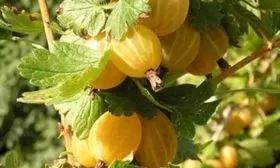 крыжовник Куршу Дзинтарс