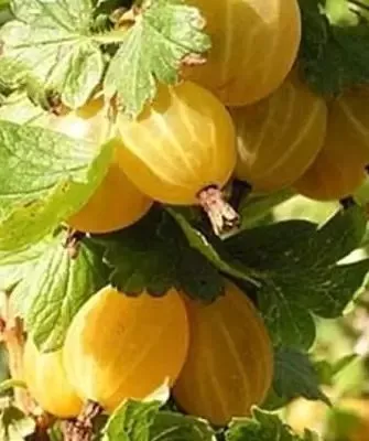 крыжовник Куршу Дзинтарс