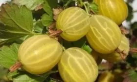 крыжовник Куршу Дзинтарс на главную