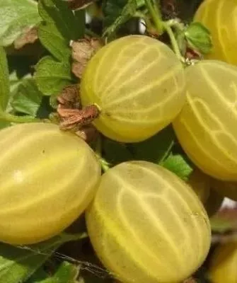 крыжовник Куршу Дзинтарс на главную