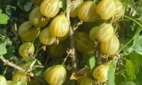 крыжовник Русский жёлтый