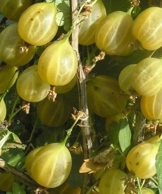 крыжовник Русский жёлтый