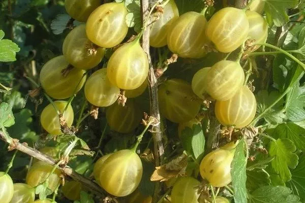 крыжовник Русский жёлтый