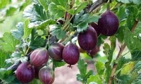 Крыжовник Сливовый на главную