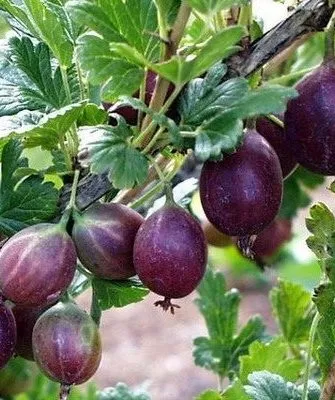 Крыжовник Сливовый на главную