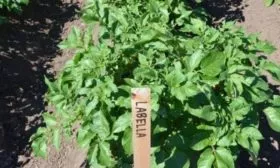 куст картофельный Лабелла