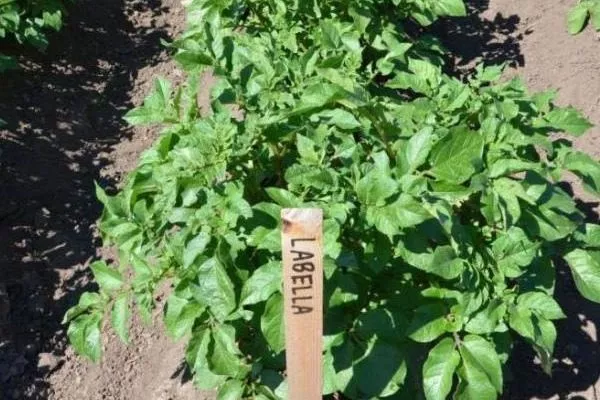 куст картофельный Лабелла