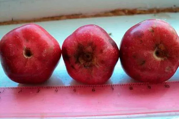 Лалетино 1 яблоня ранетка-min