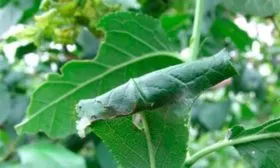 Листовёртка Яблоня Флорина5