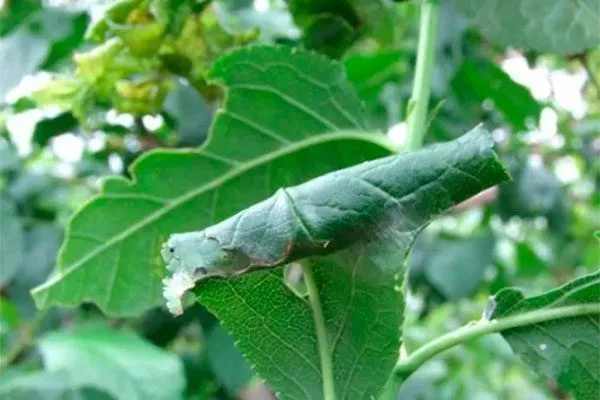 Листовёртка Яблоня Флорина5