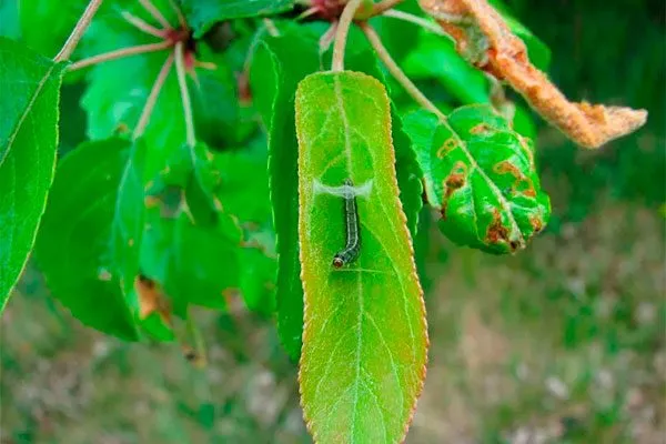 Листовёртка Яблоня Медуница