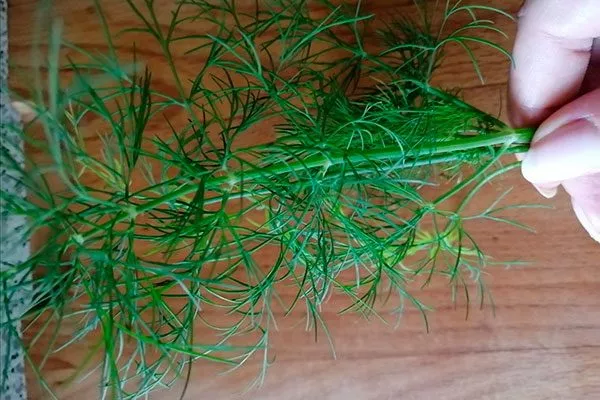 листва Укроп Обильнолистный