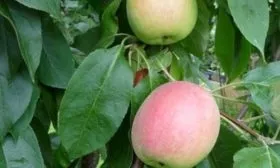 листья яблони Аркадик