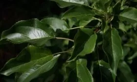 листья яблони Джеромини