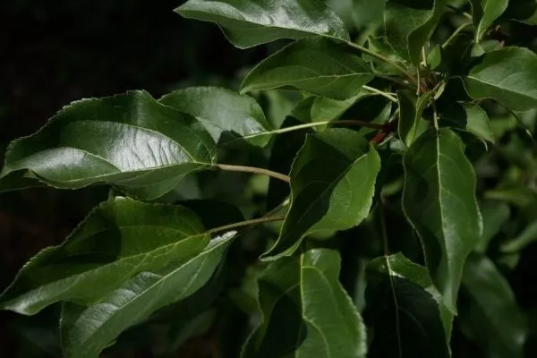 листья яблони Джеромини