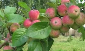 листья яблони Грушовка московская