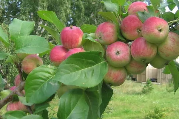 листья яблони Грушовка московская