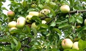 листья яблони Имрус