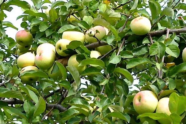 листья яблони Имрус