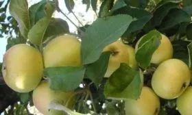 листья яблони Малюха