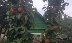 листья яблони Останкино