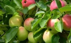 листья яблони Символ