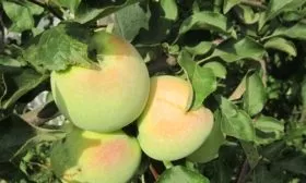 листья яблони Синап северный