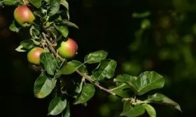 листья яблони Союз