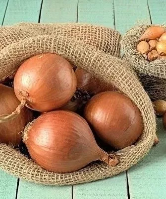 лук сорта Фермер