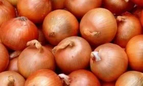 особенности лука Глобус