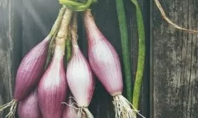 лук салатный Красный