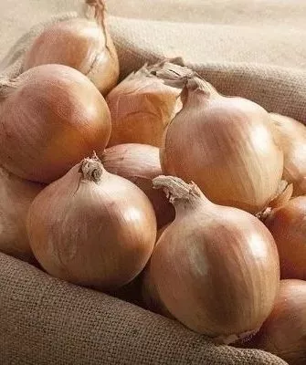 лук сорта Классика