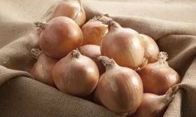 лук сорта Классика