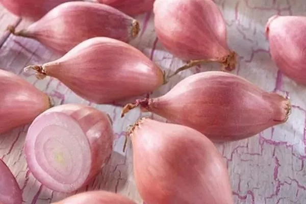 лук сорта Россана
