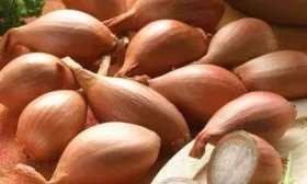 описание лука Зебруне