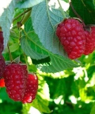 Малина Брянское Диво на главную