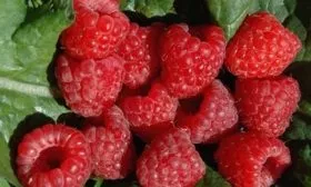 малина Пересвет