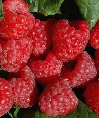 малина Пересвет